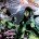 Articles apparentés Avant-Première VO: Review Green Lantern #19 Avant-Première VO: Review Green Lantern #18 Avant-Première VO: Review Green Lantern #17 Avant-Première VO: Green Lantern #16...